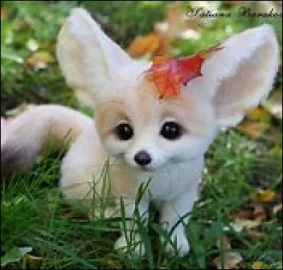 Ton animal préféré est :