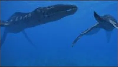 Quel est le plus long reptile marin ?