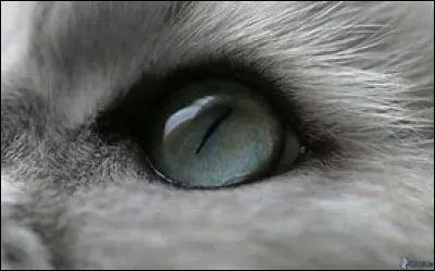 Qui est le quatrième dont parle la prophétie ?