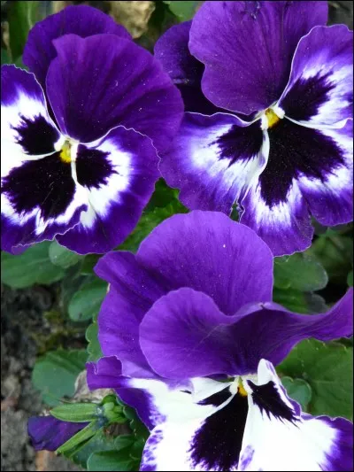 Vous connaissez sûrement mon nom, mais sachez ...