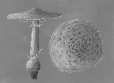 Quel est ce champignon ?