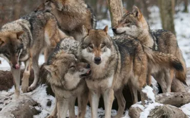 Quiz Loups
