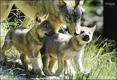 Quelle est la gestation d'une louve ?