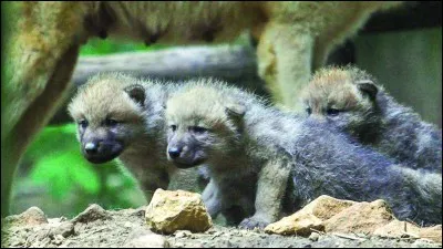 Quel est le poids moyen d'un louveteau ?