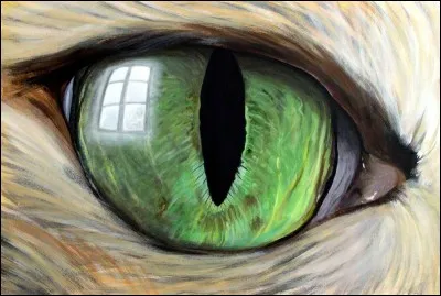 Tout d'abord, de quelle couleur sont tes yeux ?