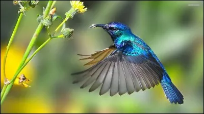 Où peut-on voir un colibri ?