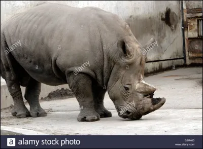 Quelle est la longueur moyenne d'un rhinocéros blanc ?