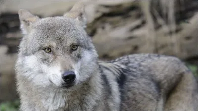 Quelle quantité de nourriture un loup peut-il manger par jour ?