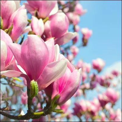 Trouvez la chanson à l'aide de la fleur !