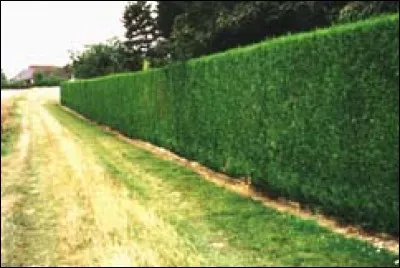 Le mot commence par Ali :