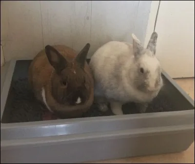 Un lapin stérilisé est forcément propre :