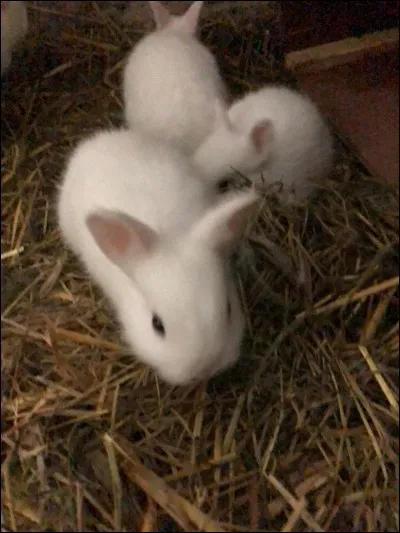 On ne doit pas stériliser sa lapine avant :