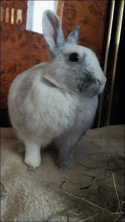 Une lapine peut être stérilisée à tout âge à partir de 6 mois :