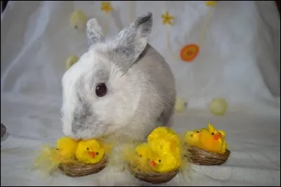 La stérilisation rend le lapin malheureux :