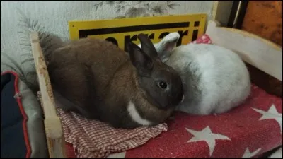 La stérilisation rend agressif :