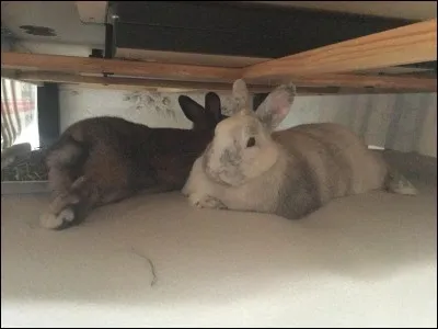 La stérilisation fait grossir :