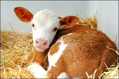 Quel est cet animal ?