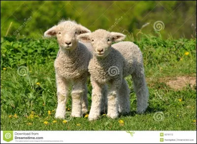 Quel est cet animal ?