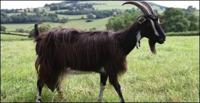 Quel est cet animal ?