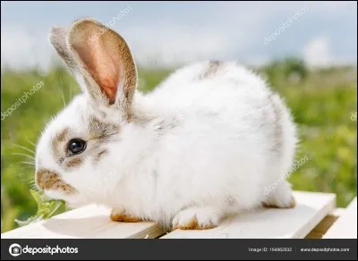 Quel est cet animal ?