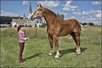 Combien mesure le plus grand cheval du monde ?