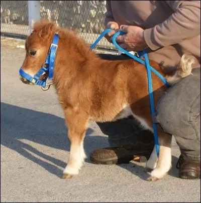 Le plus petit cheval du monde mesure...