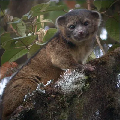 De quelle famille fait partie l'olinguito découvert en 2013 ?