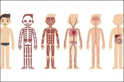 De quoi a besoin notre corps pour fonctionner ?