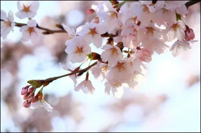Que veut dire "Sakura" ?