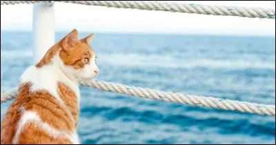 Quand on dit de quelqu'un qu'il est placide, cela signifie qu'il est :