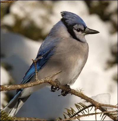 Le mot commence par Ga :