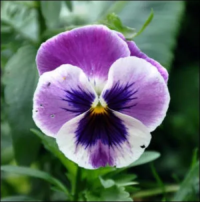 Le mot commence par Ga :