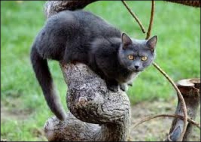 Qui est ce beau chat au pelage gris foncé, compagnon de Source aux Petits Poissons ?