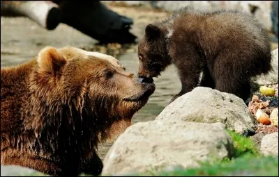 Qui a réalisé le film "L'ours" ?