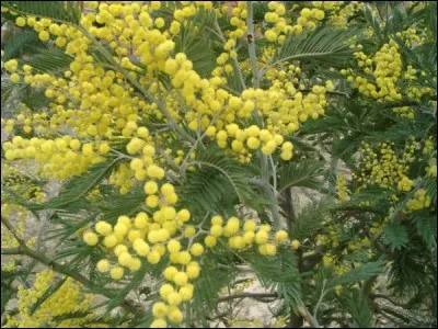 C'est donc la grâce et l'élégance de notre consur que nous saluons ici... De même qu'un sentiment associé à cette fleur. Le et laquelle ?