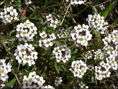 Offrez des alyssons à notre chère Lotoise et vous la verrez rosir, pour le moins ! En effet, cette fleur rustique veut dire ... (Complétez !)