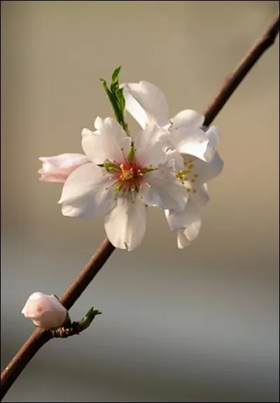 Par contre, je vous conseille de ne pas aller trop loin ! Même symbolisant l'amour et la virginité, les fleurs de « prunus dulcis » caractérisent aussi ... ! (Complétez !)