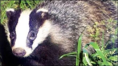 Qui fut vainqueur du Tour de France cycliste en 1982 ?