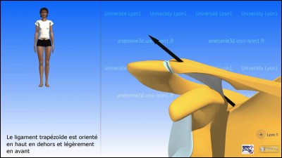 Comment nomme-t-on l'articulation entre la scapula (omoplate) et la clavicule?