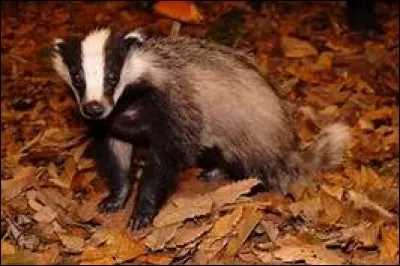 Comment s'appelle le blaireau que les chats de la prophétie 
rencontrent ?