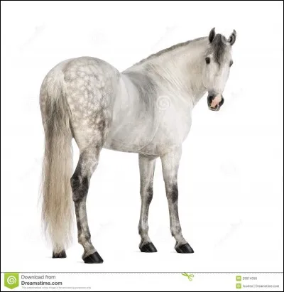 Quel nom préfères-tu pour un cheval ?