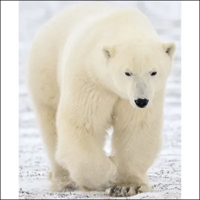 Quel est l'autre nom de l'étoile Polaire ?