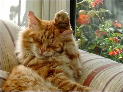 Pourquoi le chat passe-t-il la patte derrière son oreille ?