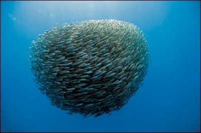 Comment appelle-t-on les poissons qui vivent et nagent en banc ?