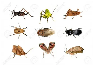 Combien d'espèces d'insectes trouve-t-on dans la forêt amazonienne ?