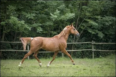 Ce cheval est au ...