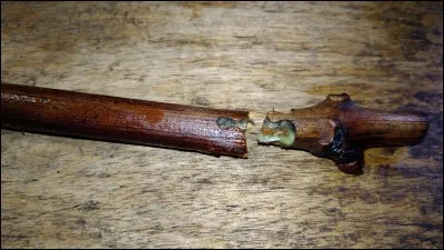 Cette photo représente la greffe :