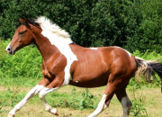 Quiz Quiz sur les chevaux et les poneys