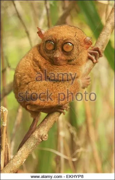 À quelle espèce appartient l'arbre le plus haut du monde ?