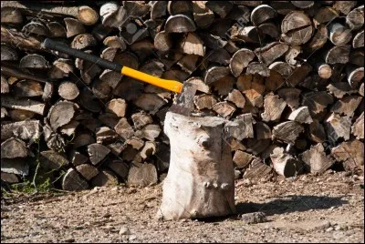 Combien d'arbres sont abattus chaque année ?